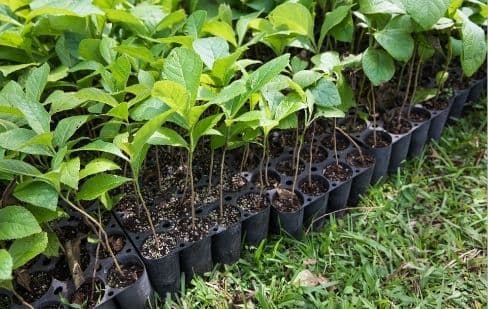 One Tree Planted Takes Action